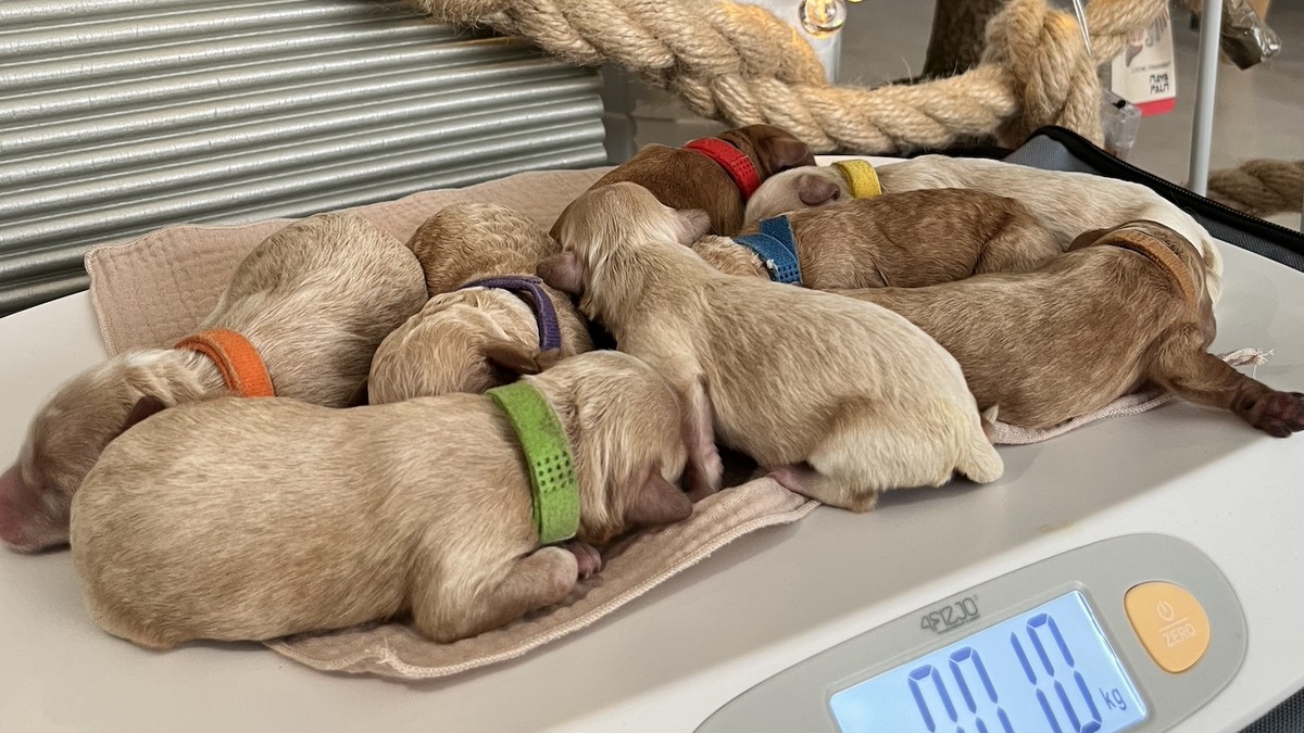 Jak duży urośnie mój Maltipoo?