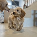 Adele - female Maltipoo