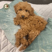 Bruno - male Pudel miniaturowy - photo 4