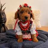 Amber additional photo 2