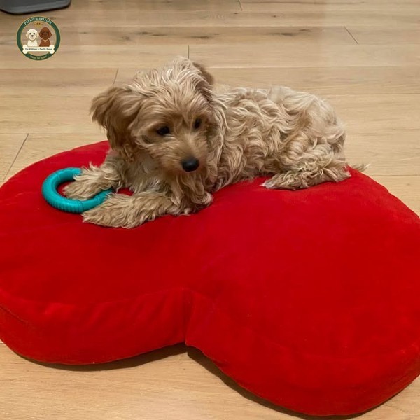 Adele w nowym domku 2