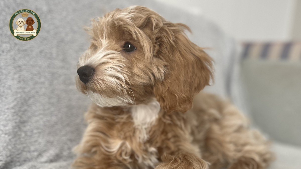 Aron - Wulkan energii i mistrz przytulania szuka kochającego domu!