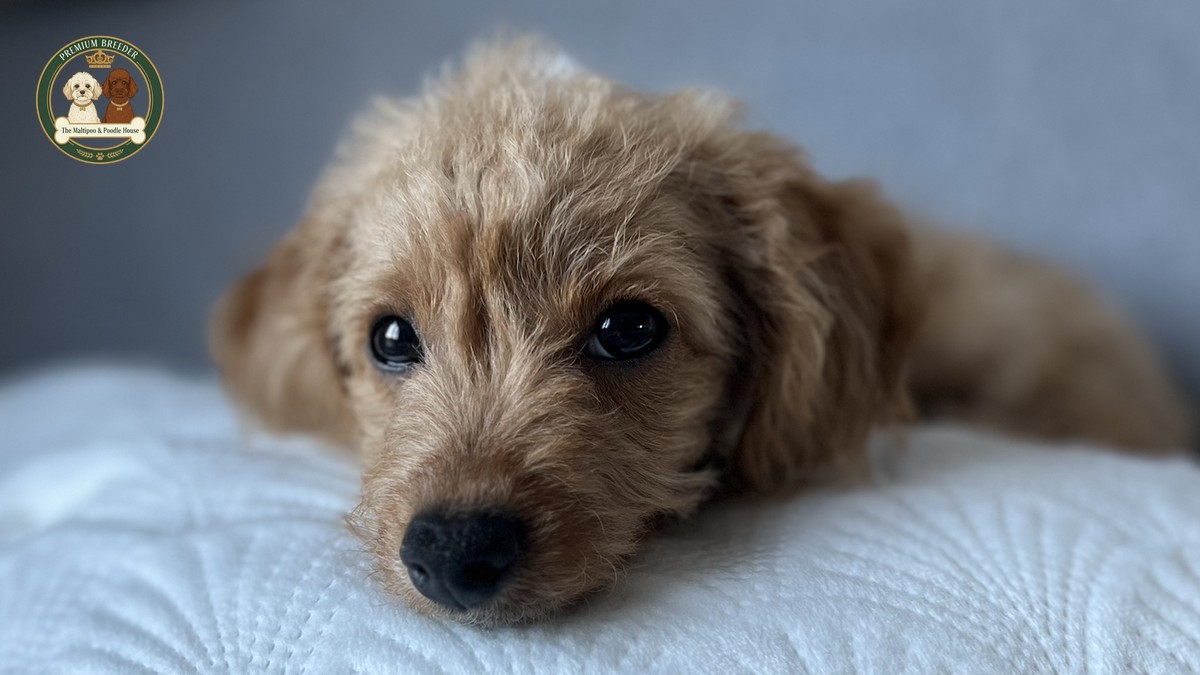 Aura - mała marzycielka i mistrzyni „kolankowania” szuka swojej rodziny!