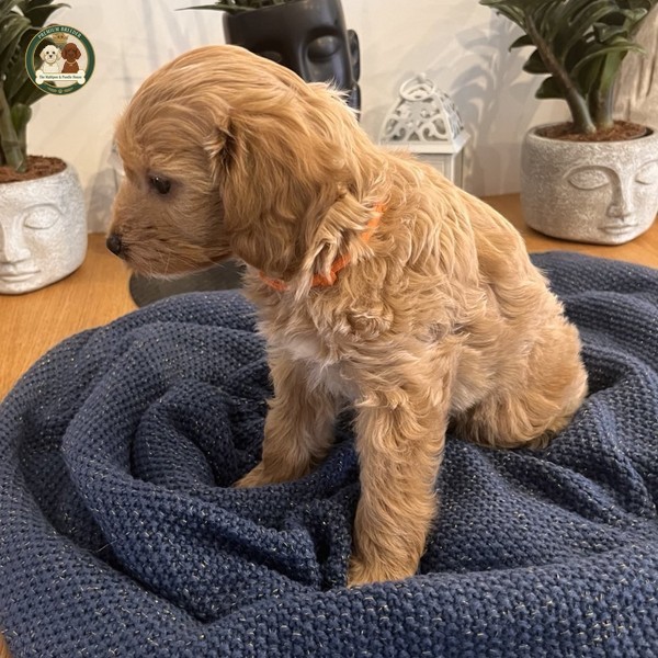 Alice - Szczeniaczek Maltipoo F1b