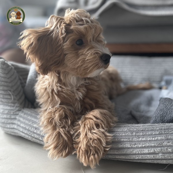 Aron - odpoczywa - Maltipoo F1b