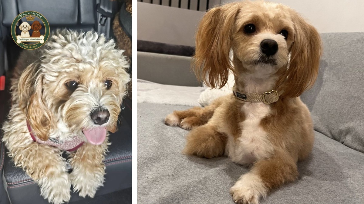 Arya była u fryca. Strzyżenie Maltipoo - To Ważne!