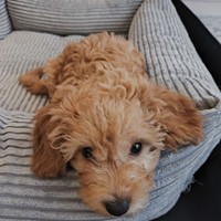 Apollo - male Maltipoo - photo 1