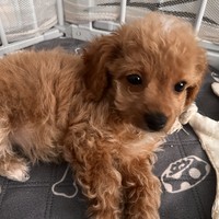 Aura - female Maltipoo - photo 4