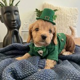 Adele additional photo 3