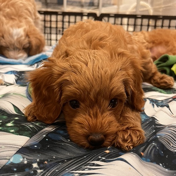 Amber - Szczeniak Maltipoo F1b
