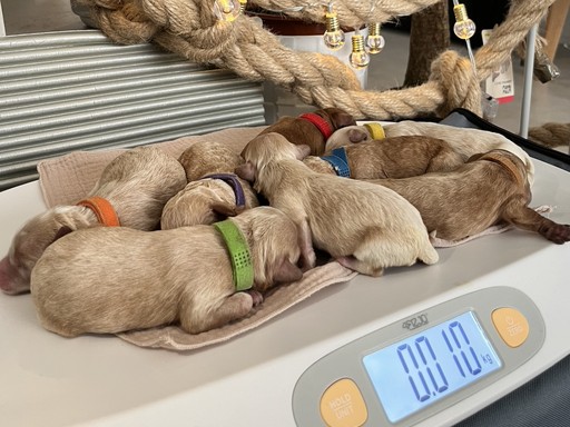 Szczeniaczki Maltipoo na wadze.