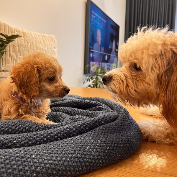 Auro - Szczeniaczek Maltipoo F1b z Mamą Maltipoo