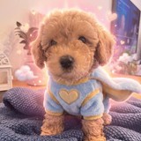 Apollo additional photo 2