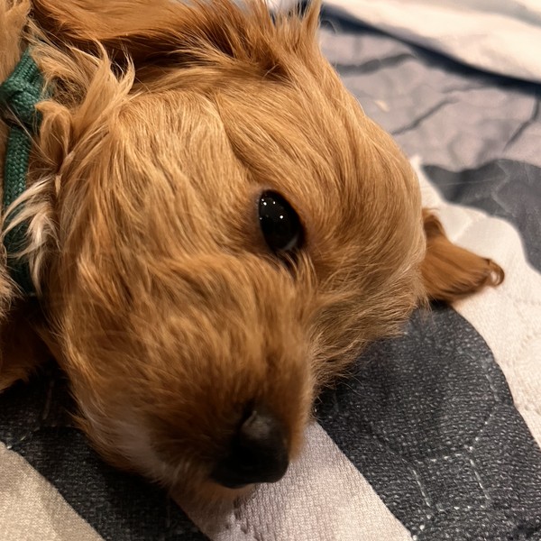 Adel - szczeniaczek maltipoo F1b - trochę zaspana :)