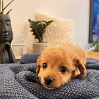 Aura - female Maltipoo - photo 1