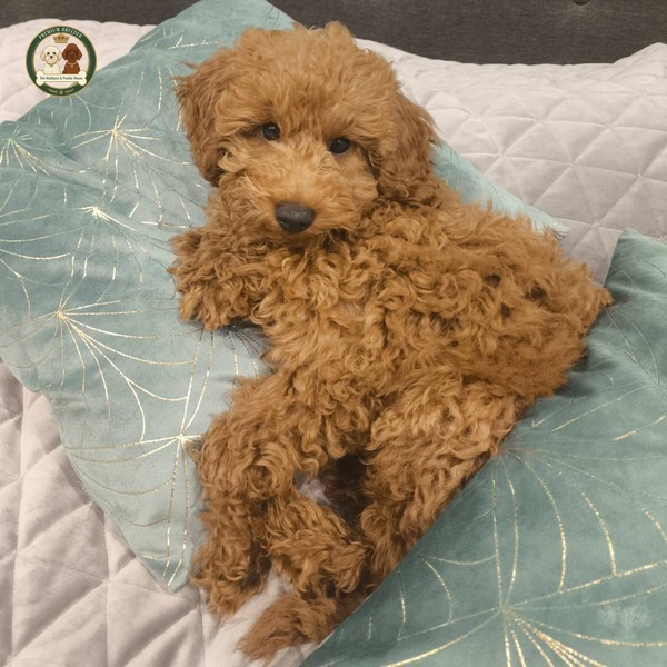 Bruno jako szczeniaczek - pudel miniaturowy