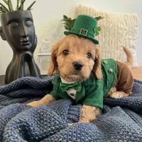 Adele - female Maltipoo - photo 3