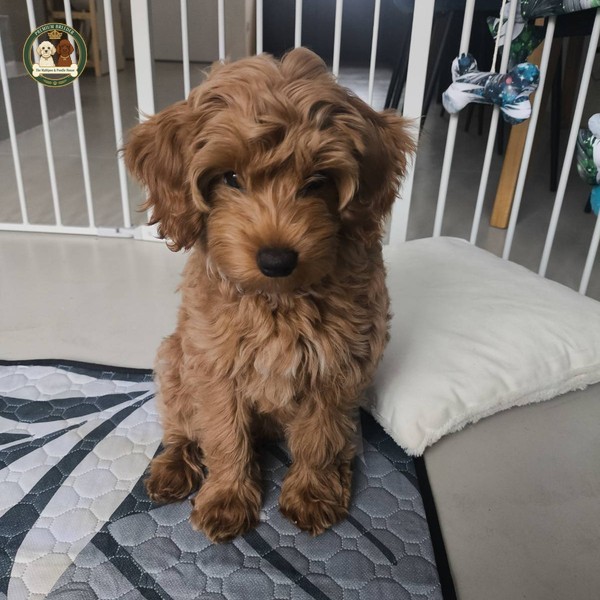 Amber - Maltipoo f1b - 15 tygodnii