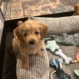 Adele additional photo 1