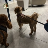 Dlaczego badamy serca naszych psów?