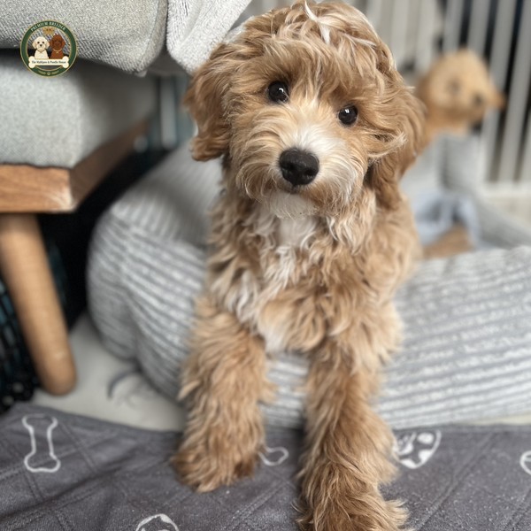 Aron - Maltipoo F1b - odpoczywa