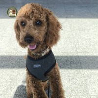 Bruno - male Pudel miniaturowy - photo 5