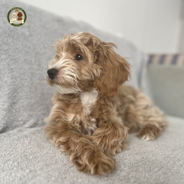 Aron - Maltipoo F1b - Piesek - 13 tygodnii