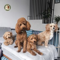 Maltipoo gotowy do kochania: Dlaczego starszy szczeniak to diament, a nie pies 'po terminie'?