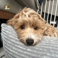 Aron - male Maltipoo - photo 9