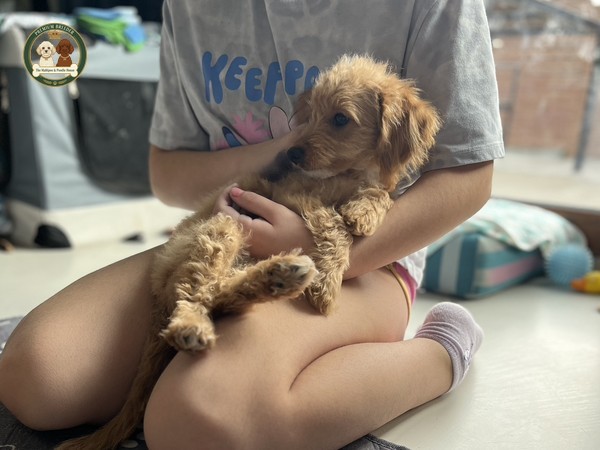 Dla kogo Aura będzie idealnym wyborem?