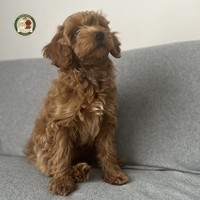 Amber - female Maltipoo - photo 7