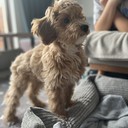 Aron - male Maltipoo