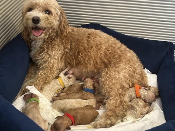 Pierwszy Miot: Wielki Dzień (12.11.2025) 🧡