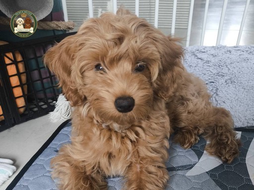 Amber - Maltipoo f1b - 15 tygodnii