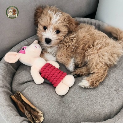 Pierwsze 30 dni z Maltipoo