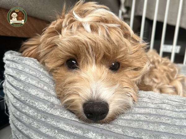 Socjalizacja, czyli pies gotowy na życie