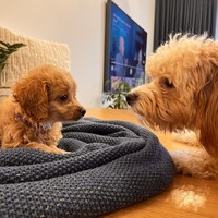 Aura - female Maltipoo - photo 5