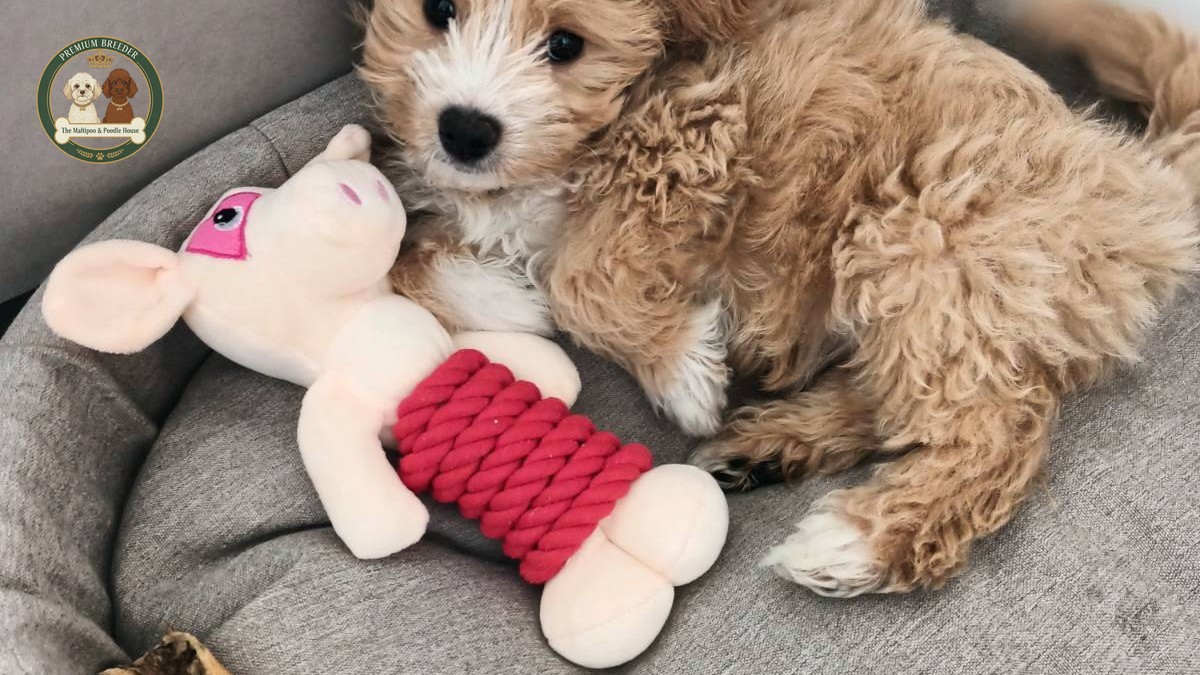 Pierwsze 30 dni z Twoim Maltipoo: Przewodnik po najważniejszym miesiącu wspólnego życia