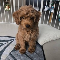 Amber - female Maltipoo - photo 10