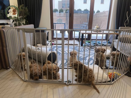 Jak rozpoznać odpowiedzialną hodowlę Maltipoo