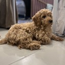 Astra - female Maltipoo