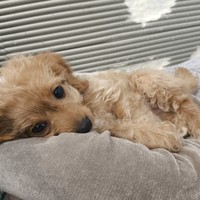 Aura - female Maltipoo - photo 3