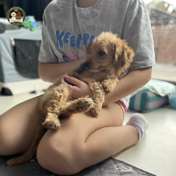 Aura w swoim ulubiony miejscu na kolankach. Maltipoo F1b