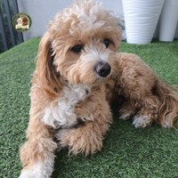 Arya - female Maltipoo - photo 5