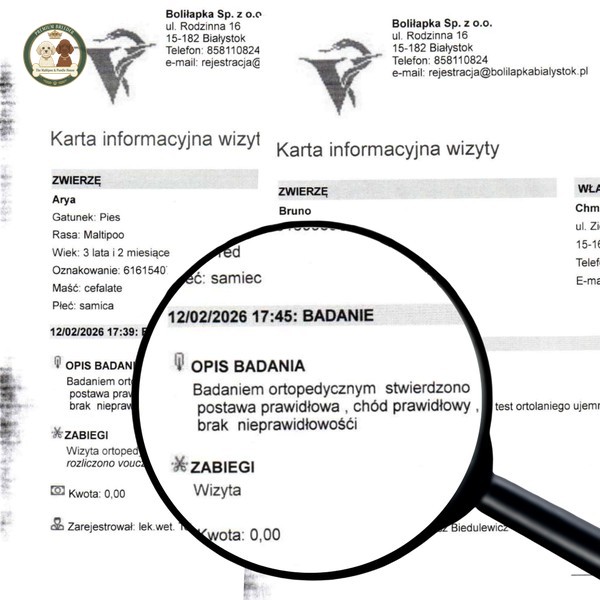 Badania ortopedyczne Maltipoo - rzepka, Bruno i Arya