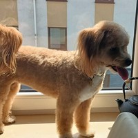 Arya - female Maltipoo - photo 3