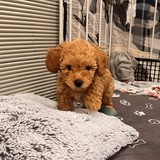 Apollo additional photo 4