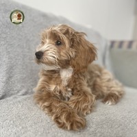 Aron - Wulkan energii i mistrz przytulania szuka kochającego domu!