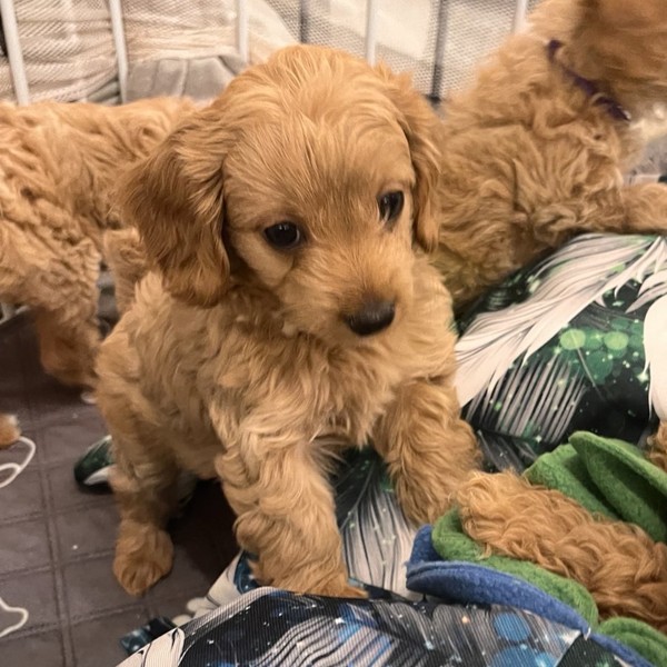 Adele - Szczeniaczek Maltipoo F1b