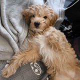 Alice additional photo 1